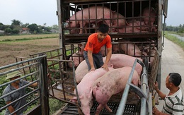Sớm đưa giá lợn hơi giảm về mức khoảng 60.000 đồng/kg