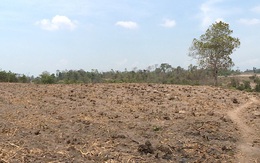 Phú Yên: Hàng chục ngàn hecta cây trồng “khát” nước, nguy cơ mất trắng