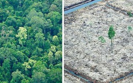 Cảnh báo đáng sợ: Sau khi hết Covid-19, rừng Amazon sẽ là nguồn lây nhiễm virus corona kế tiếp và lỗi hoàn toàn nằm ở con người