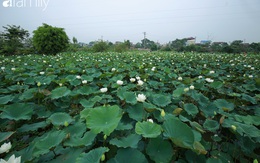 Chuyện ít ai biết về hồ sen trắng mang chuẩn nét đẹp xứ Huế nằm tại Thủ đô Hà Nội khiến bao chị em mê đắm