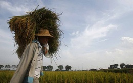 Giá gạo xuất khẩu của Việt Nam, Ấn Độ cao nhất một năm