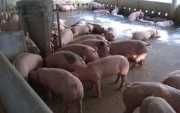 Sau 1 tháng giảm giá, doanh nghiệp tăng giá lợn hơi phá vỡ cam kết với Chính phủ