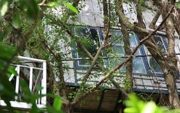 Ngay Hà Nội có một căn nhà cheo leo trên đỉnh ngọn cây của người họa sĩ 61 tuổi: Gần 20 năm trồng và đợi cây lớn