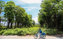 Cận cảnh hàng cây cổ thụ ở Kim Mã chết mòn sau 4 năm đánh chuyển