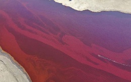 Dòng sông Bắc Cực bỗng nhuộm màu đỏ rực như máu, và lý do đằng sau sẽ khiến bạn cảm thấy đau lòng