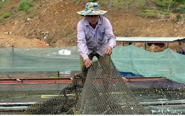 Thoát nghèo từ nuôi cá lồng trên lòng hồ thủy điện Sơn La