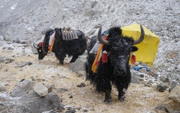 Không phải chó ngao, loài vật này mới là báu vật của Tây Tạng với công dụng toàn năng, bất kỳ bộ phận nào cũng có thể 'đẻ ra tiền'