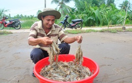 Ngành tôm và cơ hội ‘bứt phá’ sau đại dịch