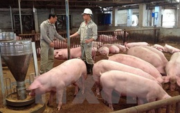 Cuối tuần, giá lợn hơi giảm mạnh trước tin sắp nhập lợn Thái Lan