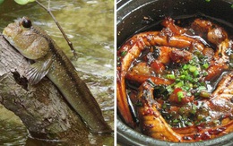 Việt Nam có một loài cá biết leo cây, chạy nhảy và còn là đặc sản nổi tiếng cả một vùng