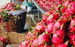 Hết “một mình một chợ”, thanh long Việt Nam cần cạnh tranh “sòng phẳng” tại Trung Quốc