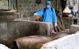 Dịch tả lợn châu Phi trở lại, nông dân Lai Châu trắng tay khi tái đàn