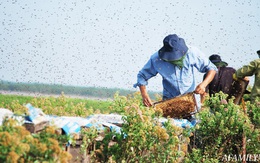 Tạm xa Hồ Tây một hôm, về Ninh Bình thăm bác nông dân thu nhập "khủng" nhờ nuôi ong lấy mật từ loài hoa ít ai ngờ tới