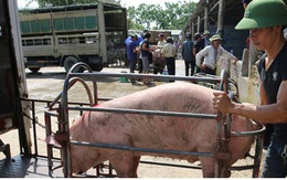 Thực hư chuyện lợn sống nhập khẩu từ Thái Lan về Việt Nam có chất cấm