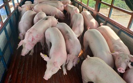 Hàng nghìn con lợn Thái Lan về Việt Nam, giá trong nước vẫn cao