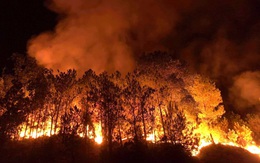 Những cánh rừng thông “chết đứng” sau những trận cháy kinh hoàng