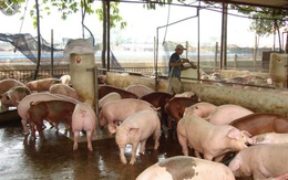 Dịch tả lợn châu Phi tái phát, cả nước tiêu hủy 34 nghìn lợn bệnh