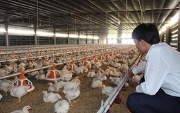Gần 10 triệu con gà quá tuổi vẫn chưa xuất chuồng, Bộ NN&PTNT nói gì?