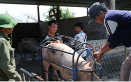 Giá lợn hơi giảm mạnh, xuất hiện mức 55.000 đồng/kg
