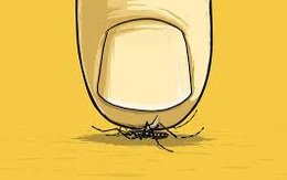 Quy luật của loài muỗi: Tại sao phải tránh xa kiểu một người "chỉ như muỗi vo ve" nhưng cực kỳ độc hại?