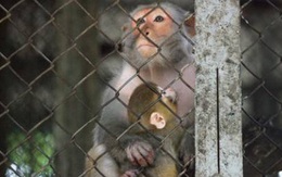 Nhốt 6 con khỉ vào 3 cái chuồng kèm theo thức ăn, cảnh tượng xuất hiện vài ngày sau khiến nhiều người suy ngẫm