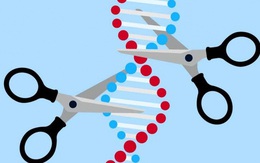 Hai nhà khoa học nữ đoạt giải Nobel Hóa học 2020 về chỉnh sửa bộ gen