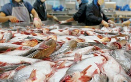 Đặt mục tiêu 20 tỷ USD vào năm 2030, chiến lược dài hơi nào cho con cá, con tôm Việt?