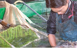 Cá hồi, cá tầm Việt Nam tìm hướng đi trong cuộc cạnh tranh mới