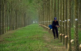 Cao su Phước Hoà (PHR) ước lãi sau thuế quý 4/2020 đạt 383 tỷ, đầu tư cho thuê xưởng lắp sẵn điện mặt trời