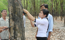 Người dân phấn khởi vì giá mủ cao su tăng cao