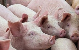 Sản lượng lợn của Trung Quốc tăng mạnh kéo giá thịt lợn giảm lần đầu tiên trong gần 2 năm