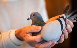 Một con chim bồ câu giá gần 2 triệu USD - Vén màn bí ẩn phía sau thú chơi xa xỉ của giới siêu giàu Trung Quốc