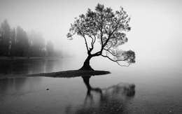 Đạo lý đời người như một cái cây: Đầu đội trời, chân đạp đất, tâm tĩnh như nước!