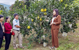 Học nhau cách làm giàu, nông dân có thu nhập hàng trăm triệu đồng