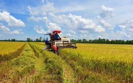 Giá lúa tốt, xuất khẩu gạo khả quan