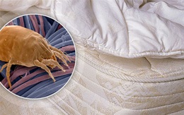 Chuyên gia cảnh báo: Hàng triệu sinh vật giấu mặt ngay trong giường ngủ nhà bạn là thủ phạm gây nhiều bệnh