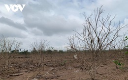 Nông dân Thừa Thiên Huế thiệt hại lớn khi hàng trăm ha cây thanh trà bị chết