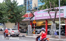 Hàng cây sưa đỏ phố Nguyễn Văn Huyên chết khô, 'vô phương cứu chữa'