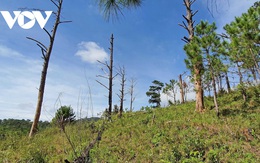 Nhiều doanh nghiệp ở Lâm Đồng bị buộc đền tiền vì để mất 1.900ha rừng