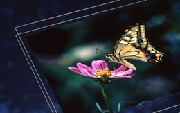 Hiệu ứng cánh bướm tại nhà máy kính Nhật Bản: Mất điện 5 giờ, sửa chữa 4 tháng và hệ quả chấn động ngành công nghiệp màn hình