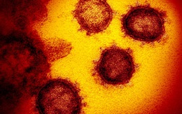 Tế bào T là gì? Vì sao sao một số người chưa mắc Covid-19 nhưng lại có sẵn tế bào T phản ứng với virus?