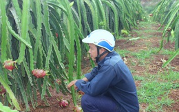 Nông dân Đắk Lắk điêu đứng vì thanh long rớt giá còn 2.000 đồng/kg