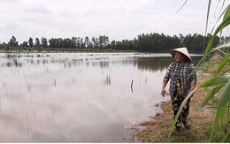 Nông dân Cà Mau nguy cơ trắng tay do đất lúa nhiễm mặn