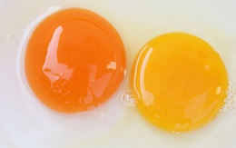 Vì sao lòng đỏ trứng có màu sắc khác nhau? Chuyên gia dinh dưỡng giải thích lý do bất ngờ