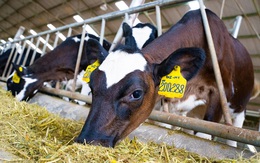 Sau 2 năm đổ nghìn tỷ vào trang trại bò sữa, NutiFood thu được gì?