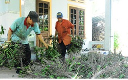 Cau tăng giá, nông dân vui mừng