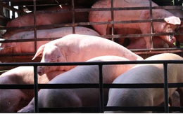 Giá lợn hơi lao dốc mạnh, người chăn nuôi vừa tái đàn đã thua lỗ nặng