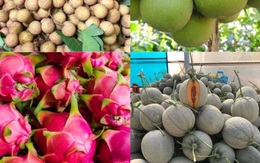 Dưa lưới đắt đỏ ế thừa mùa dịch, tìm mở lại đường xuất khẩu trái cây đặc sản