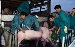 Nhập gần 100.000 con lợn sống từ Thái Lan, giá lợn hơi hạ nhiệt