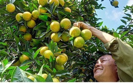 Người dân Sơn La thu nhập hàng tỷ đồng mỗi năm nhờ cây ăn quả